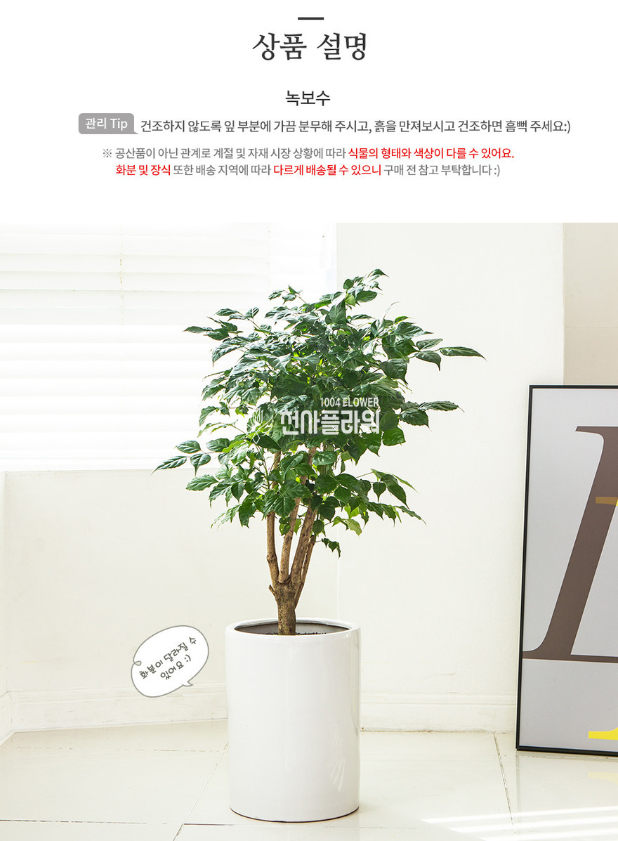 상세이미지