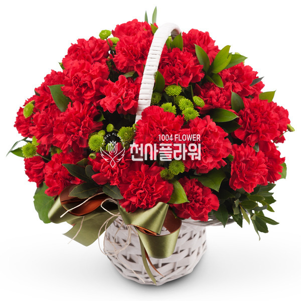 카네이션 사랑