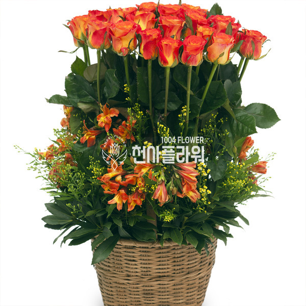 오렌지 마말레이드 2