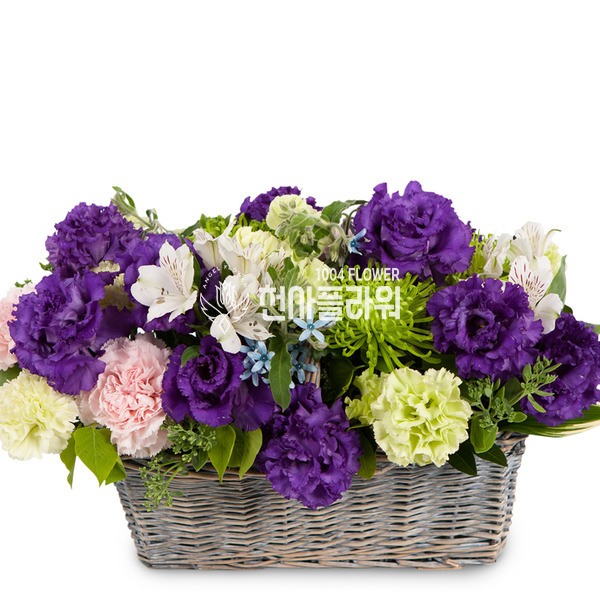 보랑이