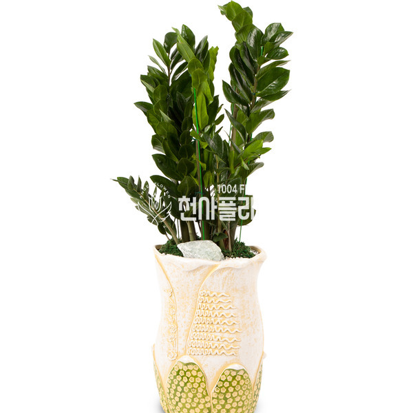 금전수(부자되세요)