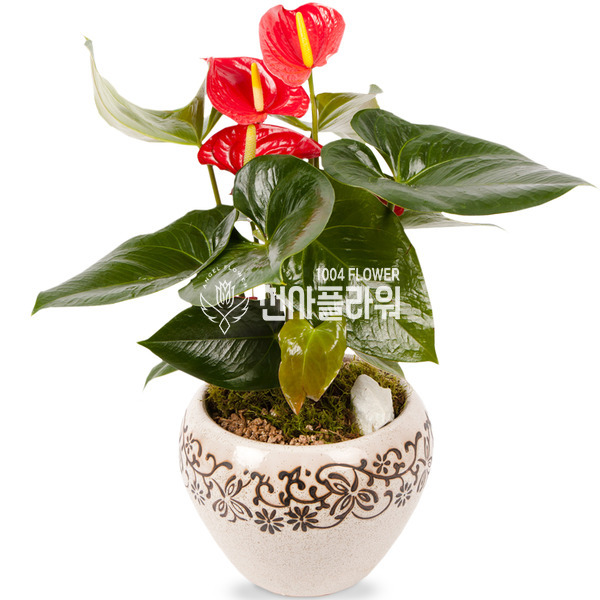 안시리움