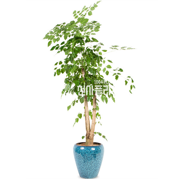 행복나무