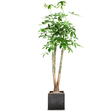 파키라3