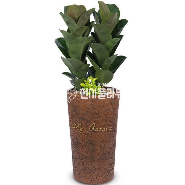 고무나무(인기상품)