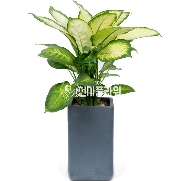 마리안느 시멘트분