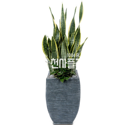 산세베리아