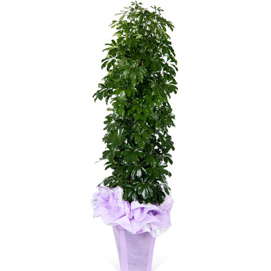 홍콩야자