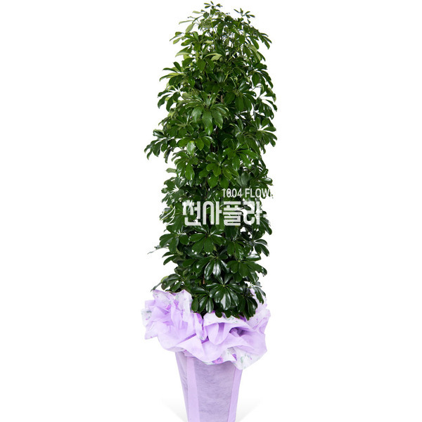 홍콩야자