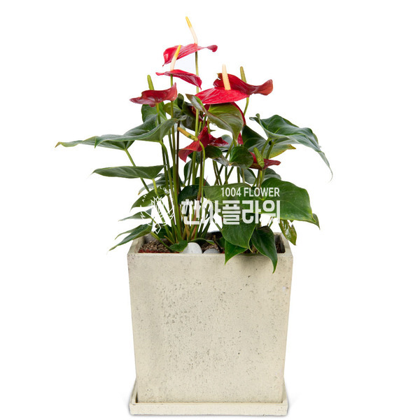 안시리움(공기정화)