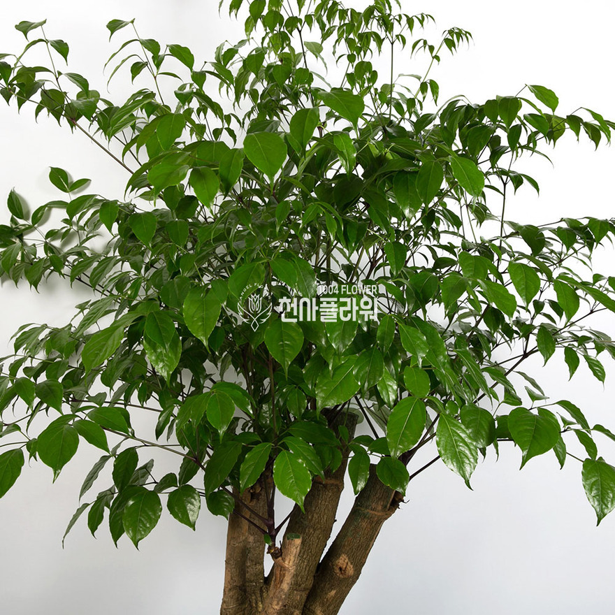 상세이미지