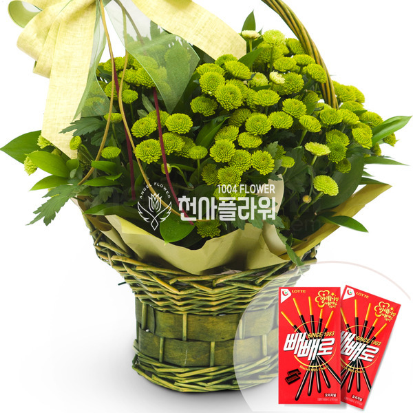 위니아소국 빼빼로