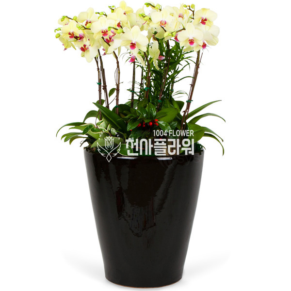 호접란 특대