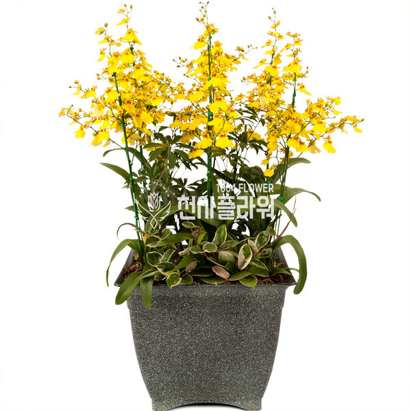 마블온시디움 713g