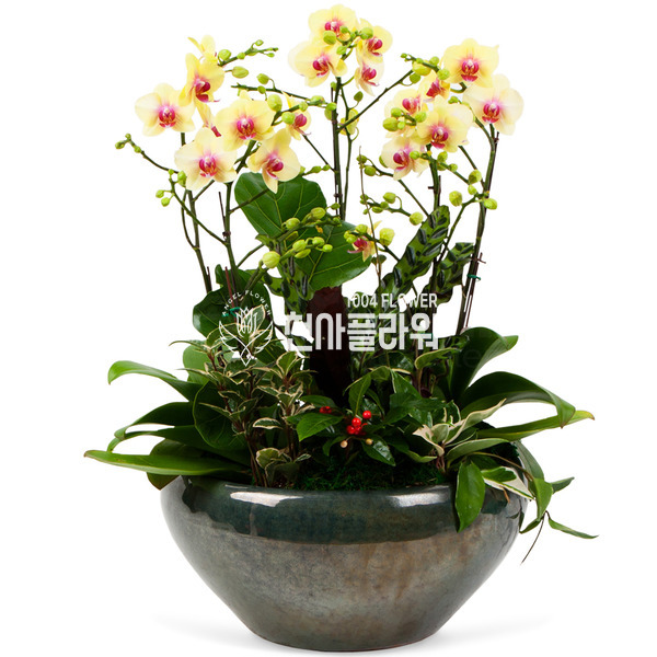 호접난