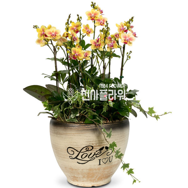 미니호접~