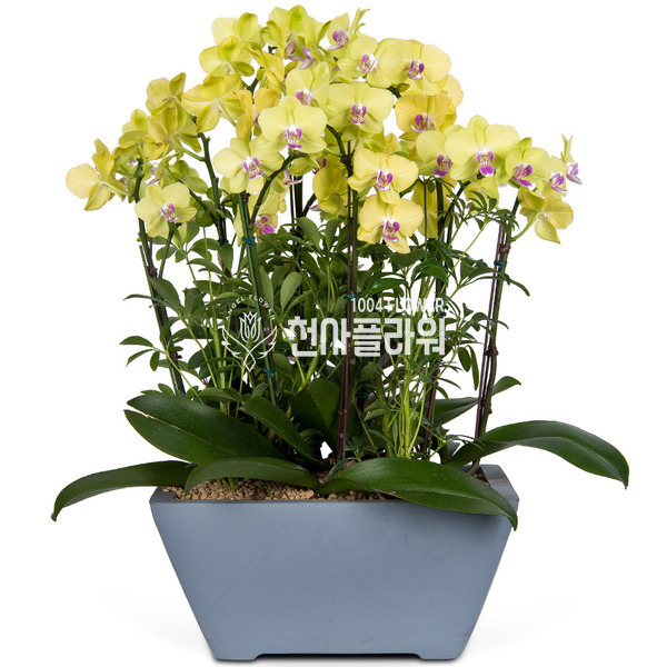 호접란 f9120