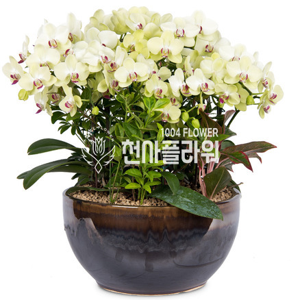 포춘(名品)