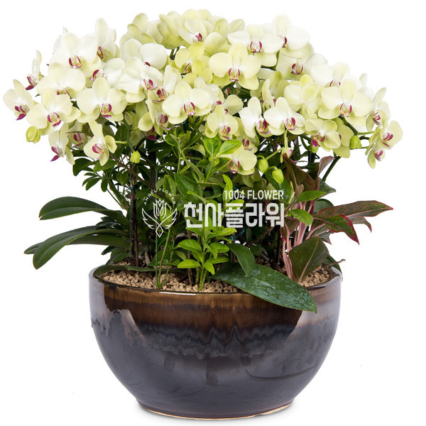 호접란 f3000
