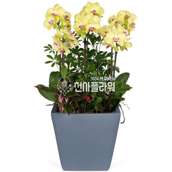노랑(시멘트)호접