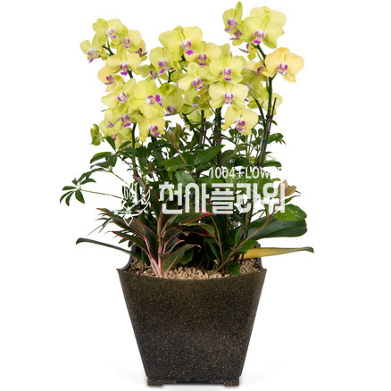 플럿썬셋-서양란