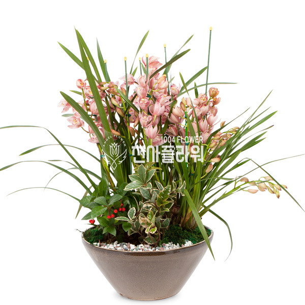 서양란6-심비디움