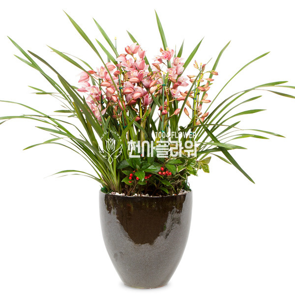 서양란7-심비디움