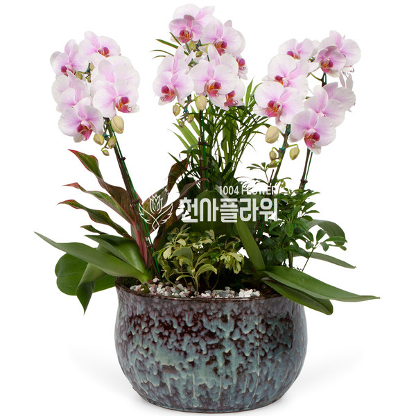 미니호접(연핑크)