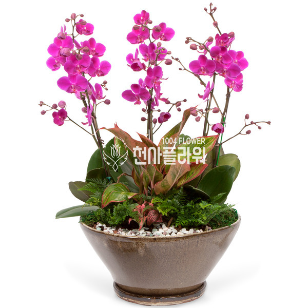 만천홍A