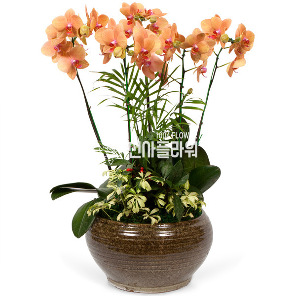 서양란11-호접