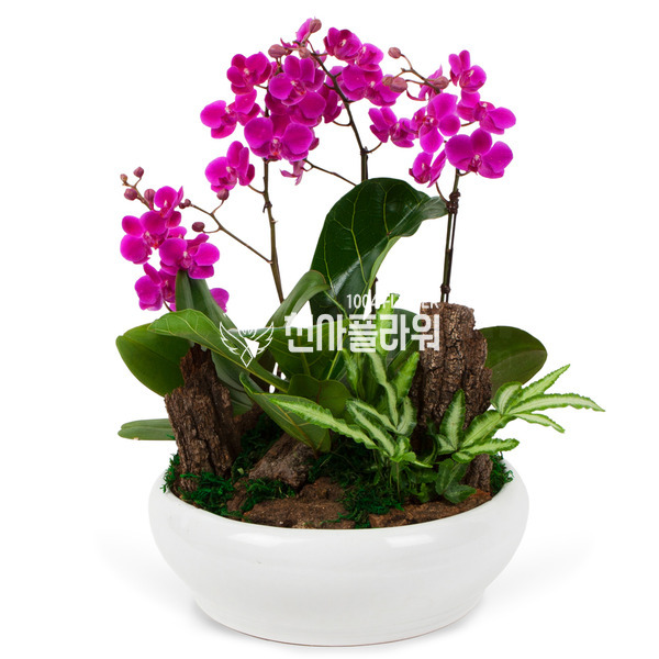 사랑스러움 만천홍