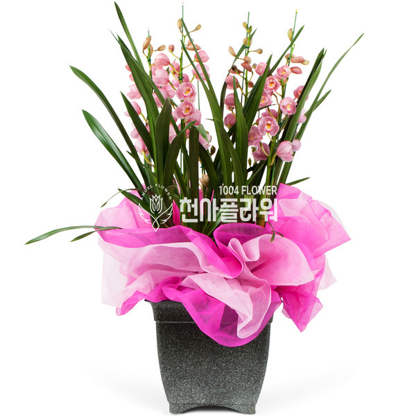 서양란24(大)