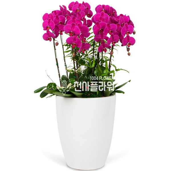 호접란