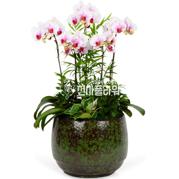 춤추는 나비