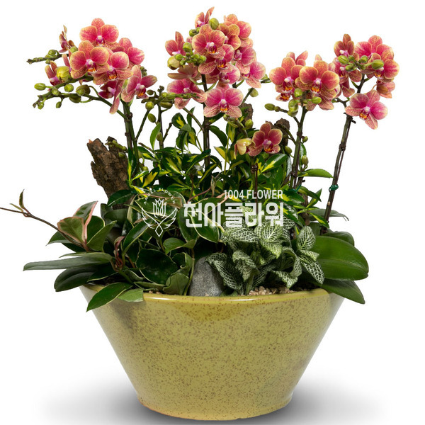 금나비