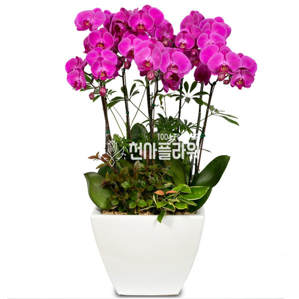 진핑크호접란(VIP)