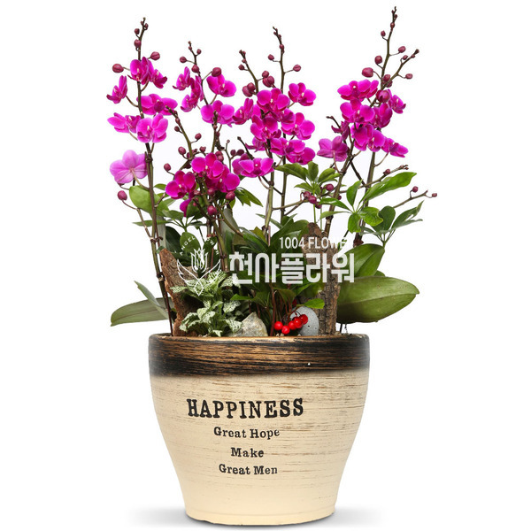 만천홍-심플