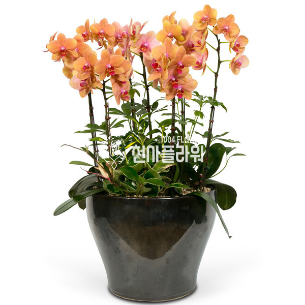 호접란f6038