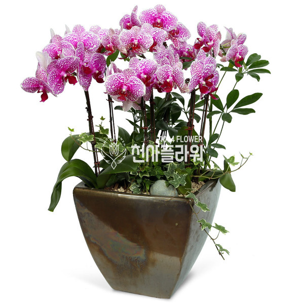 호접란(세라믹)
