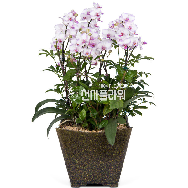n호접란A