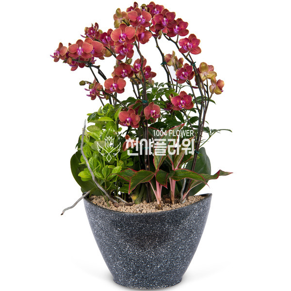 호접란 f8805