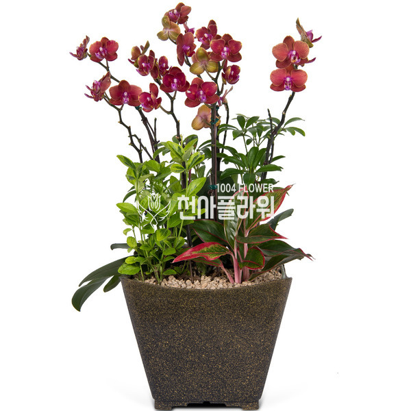 호접란 f3015