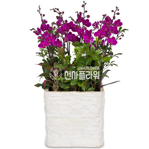 만천홍 f3006