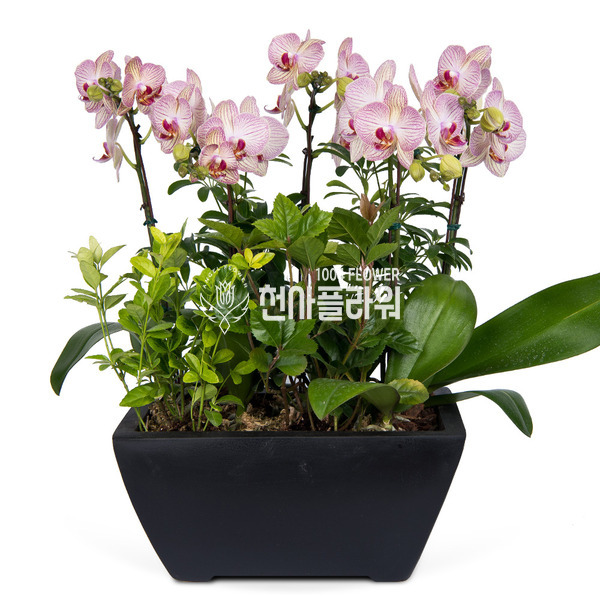 호접란 f5500