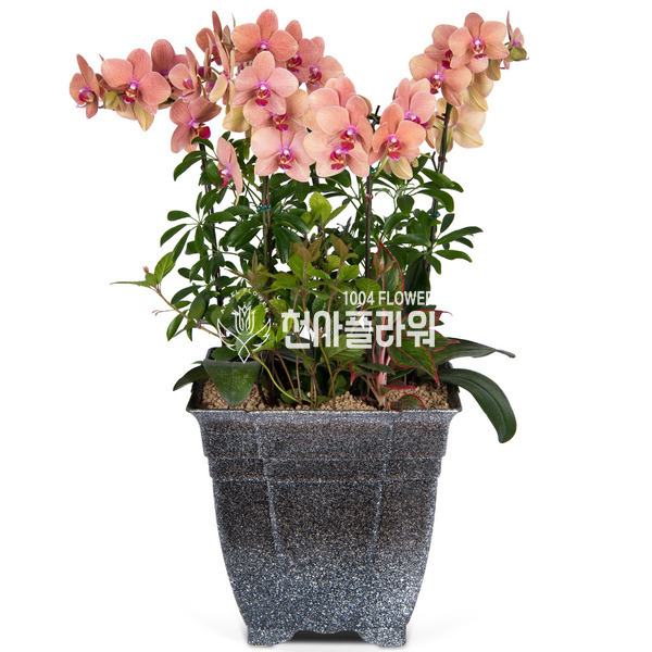 호접란(오렌지)6