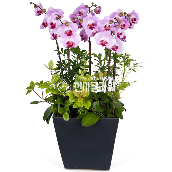 호접란(고급분)