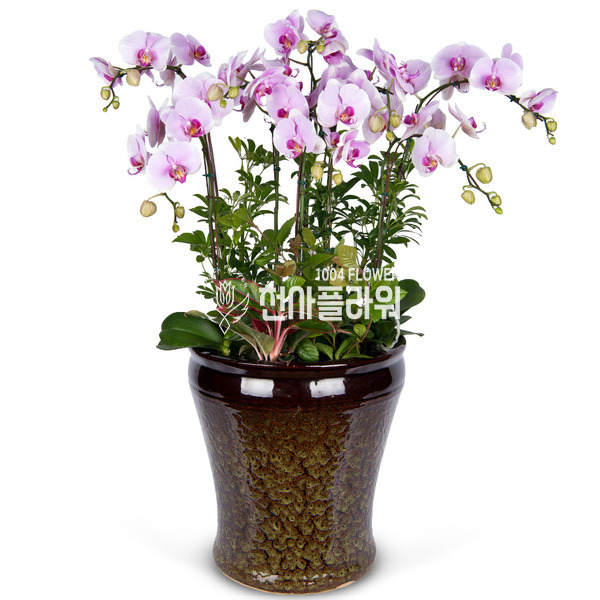 연핑크호접란