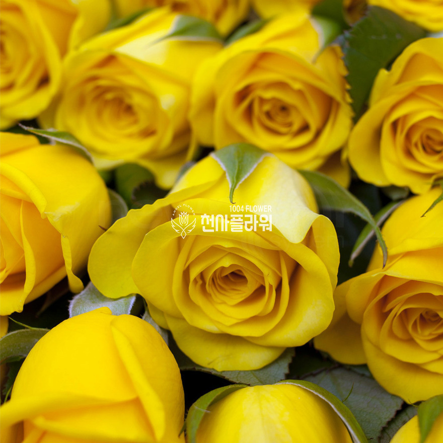 상세이미지