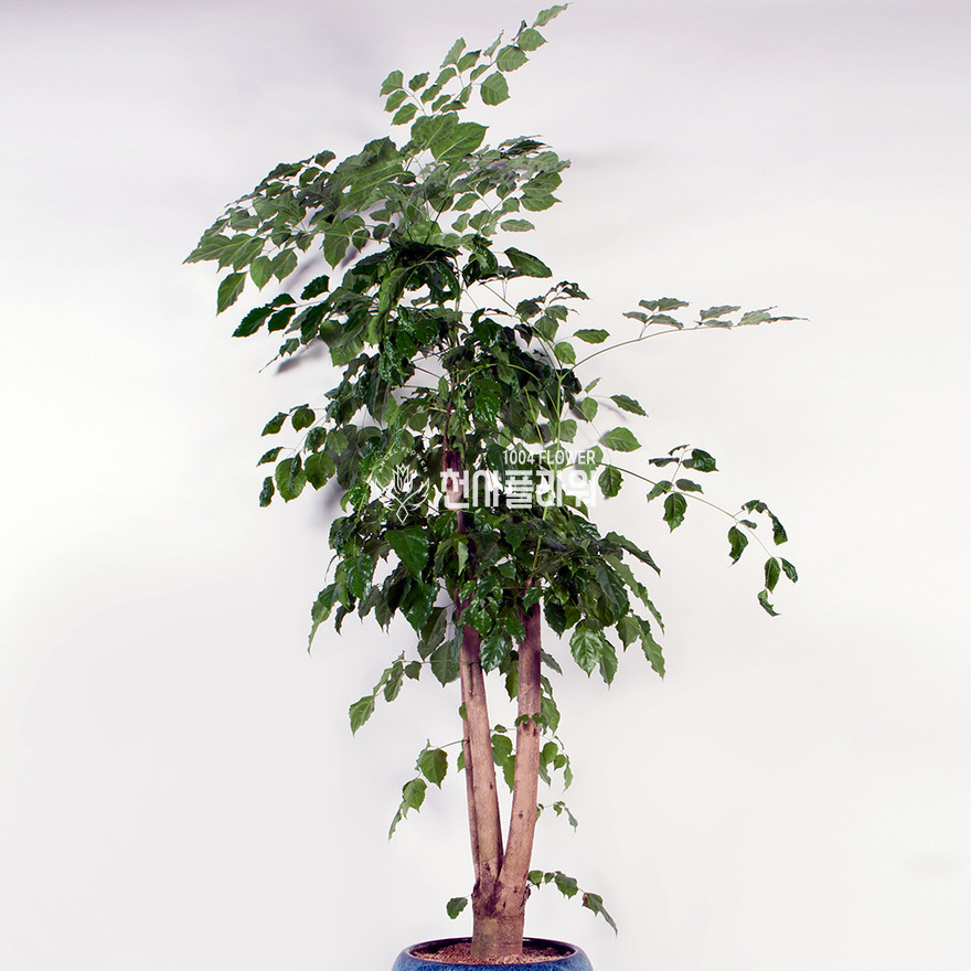 상세이미지