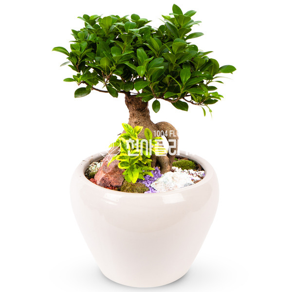 팬더분재 1023B